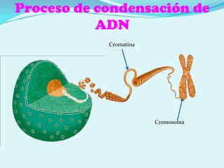 Membrana plasmática. Bajo la anterior. Regula la entrada y salida de sustancias. A veces se pliega (mesosomas, en procesos metabólicos).