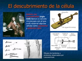El descubrimiento de la célula Antony van Leeuwenhoek   (siglo XVII)  fabricó un sencillo microscopio con el que pudo observar algunas células como  protozoos  y  glóbulos rojos . Dibujos de bacterias y protozoos observados por Leeuwenhoek 