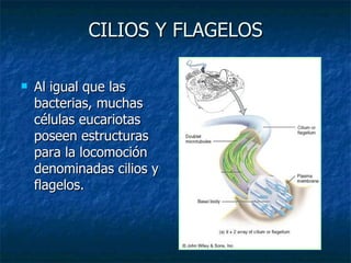 CILIOS Y FLAGELOS Al igual que las bacterias, muchas células eucariotas poseen estructuras para la locomoción denominadas cilios y flagelos.   