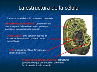 La estructura de la célula MEMBRANA PLASMÁTICA:  una membrana que la separa del medio externo, pero que permite el intercambio de materia.  La estructura básica de una célula consta de: CITOPLASMA:  una solución acuosa en el que se llevan a cabo las reacciones metabólicas.  ADN:  material genético, formado por ácidos nucleicos.  ORGÁNULOS SUBCELULARES:  estructuras subcelulares que desempeñan diferentes funciones dentro de la célula.  