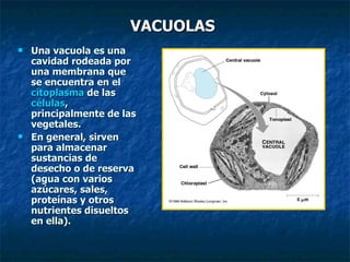 VACUOLAS Una vacuola es una cavidad rodeada por una membrana que se encuentra en el  citoplasma  de las  células , principalmente de las vegetales. En general, sirven para almacenar sustancias de desecho o de reserva (agua con varios azúcares, sales, proteínas y otros nutrientes disueltos en ella). 