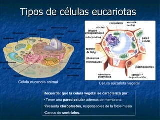Tipos de células eucariotas Célula eucariota animal Célula eucariota vegetal Recuerda: que la célula vegetal se caracteriza por: Tener una  pared celular  además de membrana Presenta  cloroplastos , responsables de la fotosíntesis Carece de  centriolos . 