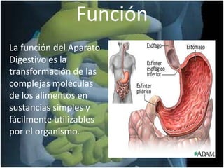 Función La función del Aparato Digestivo es la transformación de las complejas moléculas de los alimentos en sustancias simples y fácilmente utilizables por el organismo.