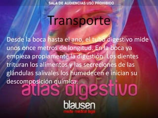 Transporte Desde la boca hasta el ano, el tubo digestivo mide unos once metros de longitud. En la boca ya empieza propiamente la digestión. Los dientes trituran los alimentos y las secreciones de las glándulas salivales los humedecen e inician su descomposición química.