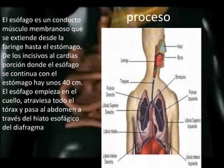 proceso El esófago es un conducto músculo membranoso que se extiende desde la faringe hasta el estómago. De los incisivos al cardias porción donde el esófago se continua con el estómago hay unos 40 cm. El esófago empieza en el cuello, atraviesa todo el tórax y pasa al abdomen a través del hiato esofágico del diafragma
