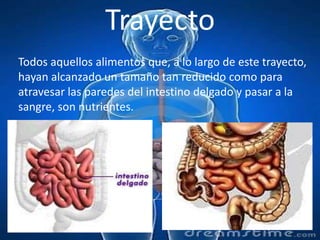 TrayectoTodos aquellos alimentos que, a lo largo de este trayecto, hayan alcanzado un tamaño tan reducido como para atravesar las paredes del intestino delgado y pasar a la sangre, son nutrientes.