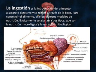 La ingestión es la introducción del alimento al aparato digestivo y se realiza a través de la boca. Para conseguir el alimento, existen diversos modelos de nutrición. Básicamente se ajustan a dos tipos, que son la nutrición macrofágica y la nutrición microfágica.