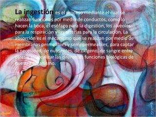 La ingestión es el proceso mediante el cual se realizan funciones por medio de conductos, como lo hacen la boca, el esófago para la digestión, los alvéolos para la respiración y las arterias para la circulación. La absorción es el mecanismo que se realizan por medio de membranas permeables y semi-permeables, para captar la necesidad, de nutrientes, de oxigeno, de sangre entre otras y así, realizar las diferentes funciones biológicas de nuestro organismo.