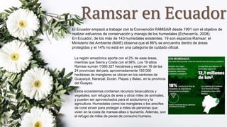 Ramsar en Ecuador
La región amazónica aporta con el 2% de esas áreas,
mientras que Sierra y Costa con el 98%. Los 19 sitios
Ramsar suman 1’060.327 hectáreas y están en 16 de las
24 provincias del país; aproximadamente 150 000
hectáreas de manglares se ubican en los cantones de
Guayaquil, Naranjal, Durán, Playas y Balao, en la provincia
del Guayas.
Estos ecosistemas contienen recursos bioacuáticos y
vegetales; son refugios de aves y otros miles de animales;
y pueden ser aprovechados para el ecoturismo y la
agricultura. Humedales como los manglares o los arecifes
de coral sirven para proteger a miles de personas que
viven en la costa de mareas altas o tsunamis. Además, son
el refugio de miles de peces de consumo humano.
El Ecuador empezó a trabajar con la Convención RAMSAR desde 1991 con el objetivo de
realizar esfuerzos de conservación y manejo de los humedales (Echeverría, 2008).
En Ecuador, de los más de 143 humedales existentes, 19 son espacios Ramsar; el
Ministerio del Ambiente (MAE) observa que el 86% se encuentra dentro de áreas
protegidas y el 14% no está en una categoría de cuidado oficial.
 