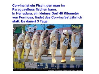 Corvina ist ein Fisch, den man im Paraguayfluss fischen kann. In Herradura, ein kleines Dorf 40 Kilometer von Formosa, findet das Corvinafest jährlich statt. Es dauert 3 Tage. 