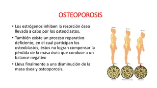 • Los estrógenos inhiben la resorción ósea
llevada a cabo por los osteoclastos.
• También existe un proceso reparativo
deficiente, en el cual participan los
osteoblastos, éstos no logran compensar la
pérdida de la masa ósea que conduce a un
balance negativo
• Lleva finalmente a una disminución de la
masa ósea y osteoporosis.
OSTEOPOROSIS
 