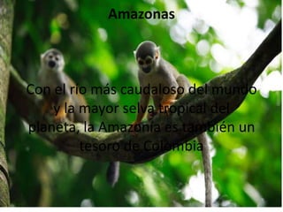 Amazonas



Con el río más caudaloso del mundo
    y la mayor selva tropical del
planeta, la Amazonía es también un
         tesoro de Colombia
 