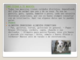 COMO CUIDAR A TU MASCOTA
 Todas las mascotas tienen cuidados distintos, dependiendo
del tipo de animal que sea y de su raza. Ya sea un
perrito, gato, iguana, hámster o peces, cada uno necesita
distintas atenciones, por eso es bueno siempre consultar
con un veterinario. Aquí van algunos datos que te pueden
guiar.
 PERROS
 ALIMENTOS PROHIBIDOS ALIMENTOS PERMITIDOS
- Pan, galletas, tortas, golosinas en general. - Papas -
Grasas (frituras, cordero, capón, chancho y sus
derivados. - Alimento para perros-Vacuno, aves sin hueso
y pescado sin espinas.- Arroz, sémola y huevo.-Frutas y
verduras- Huesos sólo de vacuno o de entretención.
 