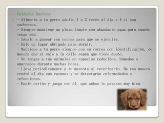  Cuidados Básicos
 - Alimenta a tu perro adulto 1 o 2 veces al día y 4 si son
cachorros.
- Siempre mantiene un plato limpio con abundante agua para cuando
tenga sed.
- Sácalo a pasear con correa para que se ejercite.
- Dale un lugar abrigado para dormir.
- Mantiene a tu perro siempre con su correa con identificación, de
manera que si sale a la calle sepan que tiene dueño.
- No tengas a tus animales en espacios reducidos, húmedos o
amarrados durante muchas horas.
- Lleva periódicamente a tu mascota al veterinario. De esa manera
tendrá al día sus vacunas y se detectarán enfermedades e
infecciones.
- Hazle cariño y juega con él, que ambos lo pasaran muy bien.
 