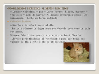 GATOSALIMENTOS PROHIBIDOS ALIMENTOS PERMITIDOS
- Grasas- Golosinas y pan - Carne vacuno, hígado, pescado.-
Vegetales y yema de huevo.- Alimentos preparados secos. (No
únicamente)- Leche en forma moderada
 Cuidados Básicos
- Alimenta a tu gato 3 veces al día.
- Manténle siempre un lugar para sus deposiciones como un caja
con arena.
- Siempre debe llevar puesta su correa con identificación
- Llévalo periódicamente al veterinario para que tenga sus
vacunas al día y esté libre de infecciones.
 