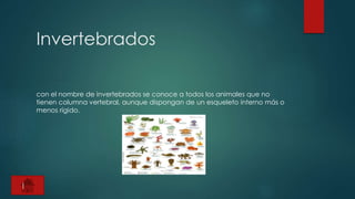 Invertebrados
con el nombre de invertebrados se conoce a todos los animales que no
tienen columna vertebral, aunque dispongan de un esqueleto interno más o
menos rígido.
|
 
