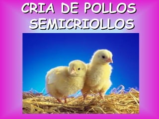 CRIA DE POLLOS
SEMICRIOLLOS

 