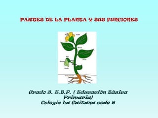 PARTES DE LA PLANTA Y SUS FUNCIONES Grado 3. E.B.P. ( Educación Básica Primaria)Colegio La Gaitana sede B 