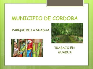 MUNICIPIO DE CORDOBA
PARQUE DE LA GUADUA
TRABAJO EN
GUADUA
 