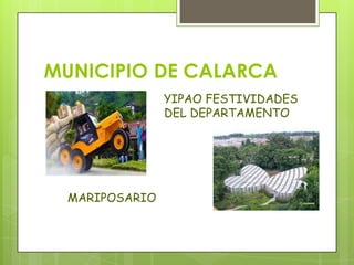 MUNICIPIO DE CALARCA
YIPAO FESTIVIDADES
DEL DEPARTAMENTO
MARIPOSARIO
 