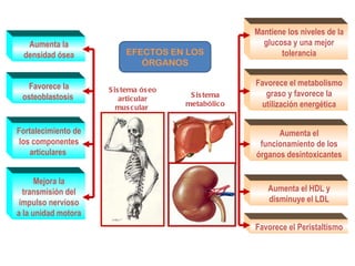 Aumenta la
densidad ósea
Mantiene los niveles de la
glucosa y una mejor
tolerancia
Favorece el metabolismo
graso y favorece la
utilización energética
Aumenta el
funcionamiento de los
órganos desintoxicantes
Aumenta el HDL y
disminuye el LDL
Favorece el Peristaltismo
Favorece la
osteoblastosis
Fortalecimiento de
los componentes
articulares
Mejora la
transmisión del
impulso nervioso
a la unidad motora
Sistema óseo
articular
muscular
Sistema
metabólico
EFECTOS EN LOS
ÓRGANOS
 