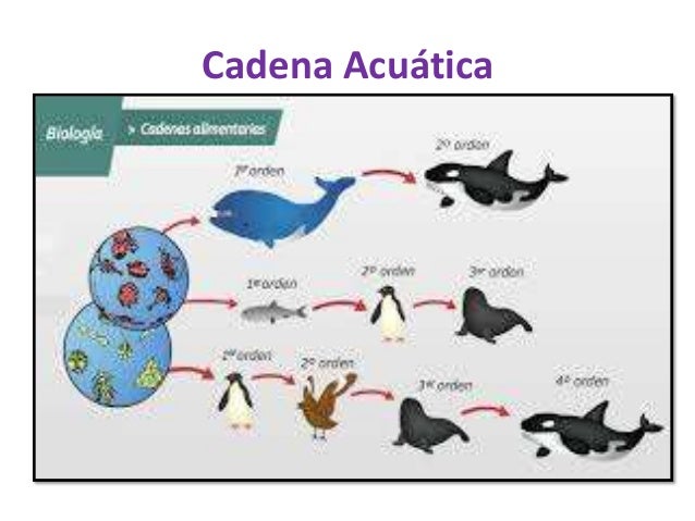 cadena trofica acuatica wikipedia diapositivas de andrea cadena trofica acuatica wikipedia diapositivas de andrea