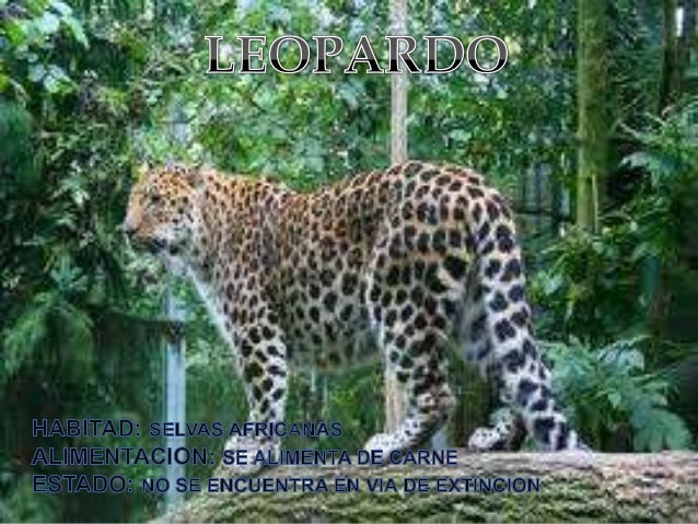 Animales Cuadrupedos