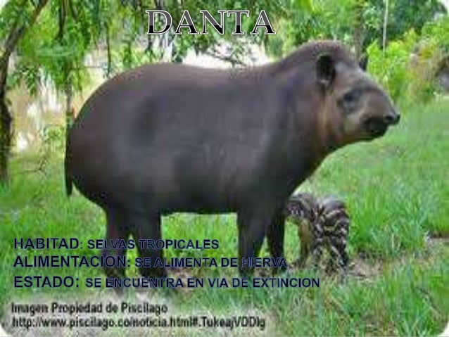 Animales Cuadrupedos