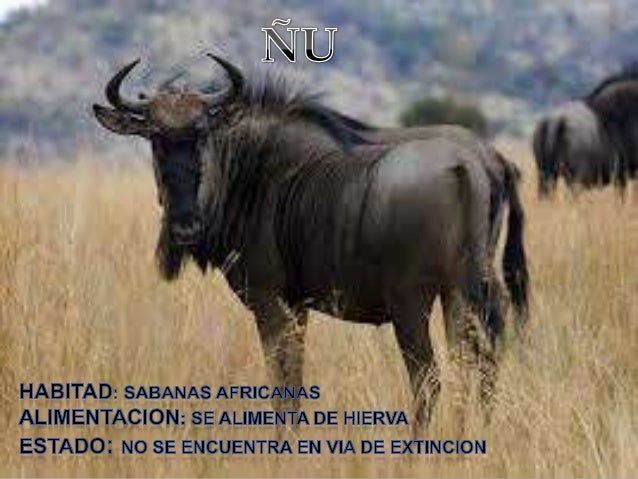 Animales Cuadrupedos