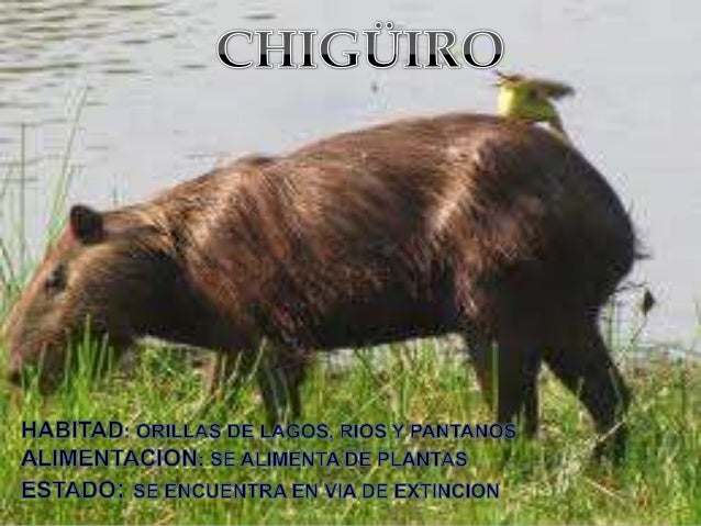 Animales Cuadrupedos