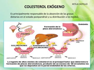 COLESTEROL EXÓGENO
Es principalmente responsable de la absorción de las grasas
dietarias en el estado postpandrial y su distribución a los tejidos.
KEYLA CASTILLO
 