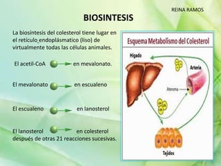 El acetil-CoA en mevalonato.
El mevalonato en escualeno
BIOSINTESIS
El lanosterol en colesterol
después de otras 21 reacciones sucesivas.
La biosíntesis del colesterol tiene lugar en
el retículo endoplásmatico (liso) de
virtualmente todas las células animales.
REINA RAMOS
El escualeno en lanosterol
 