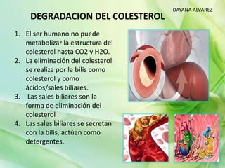 DEGRADACION DEL COLESTEROL
DAYANA ALVAREZ
1. El ser humano no puede
metabolizar la estructura del
colesterol hasta CO2 y H2O.
2. La eliminación del colesterol
se realiza por la bilis como
colesterol y como
ácidos/sales biliares.
3. Las sales biliares son la
forma de eliminación del
colesterol .
4. Las sales biliares se secretan
con la bilis, actúan como
detergentes.
 