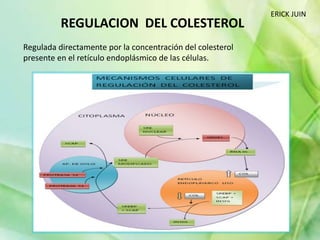ERICK JUIN
REGULACION DEL COLESTEROL
Regulada directamente por la concentración del colesterol
presente en el retículo endoplásmico de las células.
 