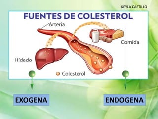 KEYLA CASTILLO
EXOGENA ENDOGENA
 