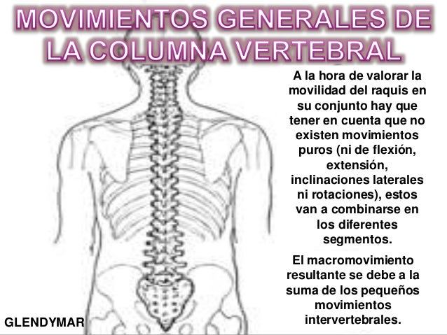 Columna Vertebral