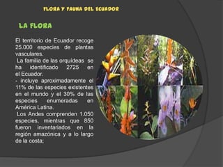 FLORA Y FAUNA DEL ECUADOR


 LA FLORA
El territorio de Ecuador recoge
25.000 especies de plantas
vasculares.
 La familia de las orquídeas se
ha identificado 2725         en
el Ecuador.
- incluye aproximadamente el
11% de las especies existentes
en el mundo y el 30% de las
especies       enumeradas    en
América Latina.
 Los Andes comprenden 1.050
especies, mientras que 850
fueron inventariados en la
región amazónica y a lo largo
de la costa;
 