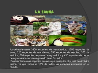 LA FAUNA




Aproximadamente 3800 especies de vertebrados, 1550 especies de
aves, 320 especies de mamíferos, 350 especies de reptiles, 375 de
anfibios, 800 especies de peces de agua dulce y 450 especies de peces
de agua salada se han registrado en el Ecuador.
 Ecuador tiene más especies de aves que cualquier otro país de América
Latina, ya que reúne el 18% de todas las especies existentes en el
mundo.
 
