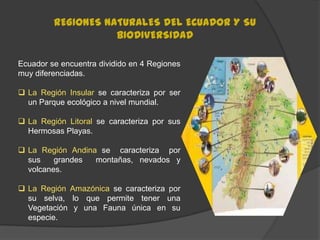 REGIONES NATURALES DEL ECUADOR Y SU
                    BIODIVERSIDAD

Ecuador se encuentra dividido en 4 Regiones
muy diferenciadas.

 La Región Insular se caracteriza por ser
  un Parque ecológico a nivel mundial.

 La Región Litoral se caracteriza por sus
  Hermosas Playas.

 La Región Andina se caracteriza por
  sus    grandes  montañas, nevados y
  volcanes.

 La Región Amazónica se caracteriza por
  su selva, lo que permite tener una
  Vegetación y una Fauna única en su
  especie.
 
