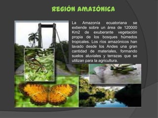 Región Amazónica
     La     Amazonía       ecuatoriana se
     extiende sobre un área de 120000
     Km2 de exuberante vegetación
     propia de los bosques húmedos
     tropicales. Los ríos amazónicos han
     lavado desde los Andes una gran
     cantidad de materiales, formando
     suelos aluviales y terrazas que se
     utilizan para la agricultura.
 