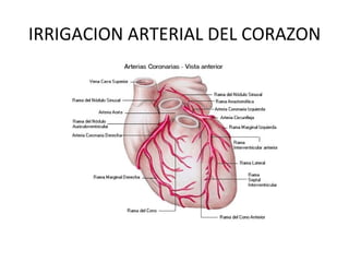 IRRIGACION ARTERIAL DEL CORAZON 