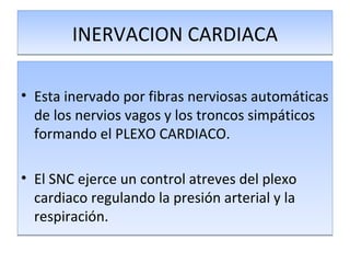 INERVACION CARDIACA Esta inervado por fibras nerviosas automáticas de los nervios vagos y los troncos simpáticos formando el PLEXO CARDIACO. El SNC ejerce un control atreves del plexo cardiaco regulando la presión arterial y la respiración. 