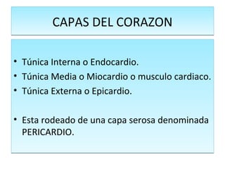 CAPAS DEL CORAZON Túnica Interna o Endocardio. Túnica Media o Miocardio o musculo cardiaco. Túnica Externa o Epicardio. Esta rodeado de una capa serosa denominada PERICARDIO. 