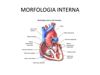 MORFOLOGIA INTERNA 