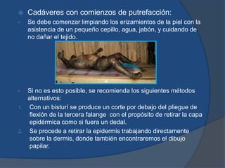  Cadáveres con comienzos de putrefacción:
• Se debe comenzar limpiando los erizamientos de la piel con la
asistencia de un pequeño cepillo, agua, jabón, y cuidando de
no dañar el tejido.
• Si no es esto posible, se recomienda los siguientes métodos
alternativos:
1. Con un bisturí se produce un corte por debajo del pliegue de
flexión de la tercera falange con el propósito de retirar la capa
epidérmica como si fuera un dedal.
2. Se procede a retirar la epidermis trabajando directamente
sobre la dermis, donde también encontraremos el dibujo
papilar.
 
