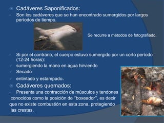  Cadáveres Saponificados:
• Son los cadáveres que se han encontrado sumergidos por largos
períodos de tiempo.
• Si por el contrario, el cuerpo estuvo sumergido por un corto período
(12-24 horas):
 sumergiendo la mano en agua hirviendo
 Secado
 entintado y estampado.
 Cadáveres quemados:
• Presenta una contracción de músculos y tendones
conocidos como la posición de ‘’boxeador’’, es decir
que no existe combustión en esta zona, protegiendo
las crestas.
Se recurre a métodos de fotografiado.
 