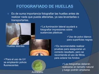  Es de suma importancia fotografiar las huellas antes de
realizar nada que pueda alterarlas, ya sea levantarlas o
transportarlas.
Huellas latentes
La iluminación lateral ayudará a
fotografiar impresiones sobre
sustancias plásticas
Uso de polvo blanco
para superficies negras
Es recomendable realizar
pruebas para asegurarse un
correcto resultado, pero se
recomienda el uso de filtros
para aclarar los fondos
Para el uso de UV
se emplearán polvos
fluorescentes
Antraceno
Las fotografías deberán
realizarse en tamaño natural
y luego podrán ampliarse
 