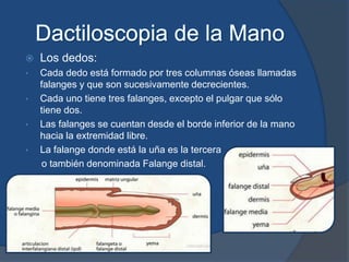  Los dedos:
• Cada dedo está formado por tres columnas óseas llamadas
falanges y que son sucesivamente decrecientes.
• Cada uno tiene tres falanges, excepto el pulgar que sólo
tiene dos.
• Las falanges se cuentan desde el borde inferior de la mano
hacia la extremidad libre.
• La falange donde está la uña es la tercera
o también denominada Falange distal.
 