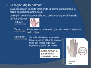  La región dígito-palmar:
• Está situada en la parte inferior de la palma considerada la
mano en posición anatómica.
• La región central abarca el hueco de la mano y está limitada
por los pliegues:
Inferior
Tenar
Hipotenar
Borde externo de la mano y en ella tiene su asiento el
dedo pulgar
Se halla al lado opuesto de la
tenar, o sea en el borde interno y
tiene por limites el pliegue
hipotenar y parte del inferior
Juntas forman lo
que se llama
talón de la mano
 