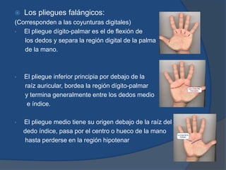 Los pliegues falángicos:
(Corresponden a las coyunturas digitales)
• El pliegue dígito-palmar es el de flexión de
los dedos y separa la región digital de la palma
de la mano.
• El pliegue inferior principia por debajo de la
raíz auricular, bordea la región dígito-palmar
y termina generalmente entre los dedos medio
e índice.
• El pliegue medio tiene su origen debajo de la raíz del
dedo índice, pasa por el centro o hueco de la mano
hasta perderse en la región hipotenar
 